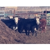 Image 4 : Midpoint Farms - 1025# August Delivery Grass Steers - 120 Head (Drayton Valley, AB)