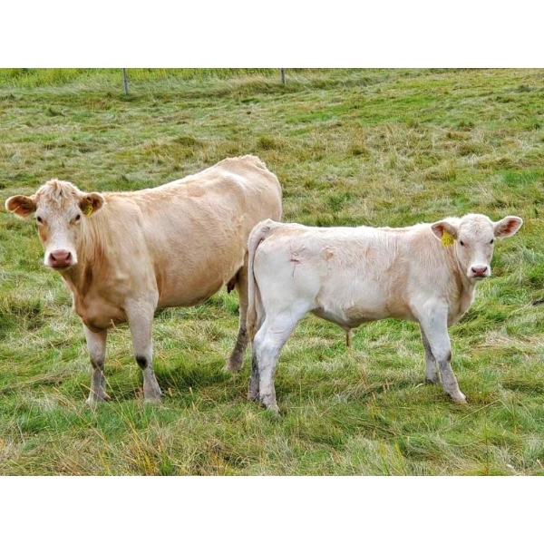 Gordon Sandum Farms - 685# October Delivery Steer Calves - 92 Head (Hussar, AB)