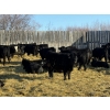 Kristjanson Farms - 775# February Weaned Steers - 25 Head (Foam Lake, SK)