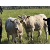 Image 2 : Midpoint Farms - 900# October Delivery Grass Heifers - 210 Head (Drayton Valley, AB)