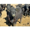 Image 8 : Van Hal Livestock Inc. - 33 Black Angus Replacement Heifers (Seven Persons, AB)