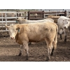 Image 6 : Douglass Agro - 940# June Delivery Heifers - 170 Head (Gem, AB)