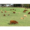 Image 15 : Squaw Valley Ranch - 750# October Delivery Steer Calves - 80 Head (Lumby, BC)
