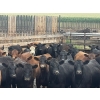 Image 3 : Westview Feeders - 850# September Delivery Heifers - 150 Head (Monarch, AB)