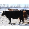Image 5 : Right Cross Ranch - 1175# Open Cows - 23 Head (Kisbey, SK)