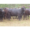 Image 4 : Taylor Enterprises Inc. - 830# September Delivery Grass Heifers - 75 Head (Wawota, SK)