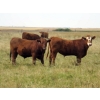 Image 2 : Jeff & Bonnie Resch - 1025# September Grass Steers - 122 Head (Coville, SK)