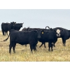 Image 4 : Boggy Springs Ranch - 970# September Grass Heifers - 100 Head (Maple Creek, SK)