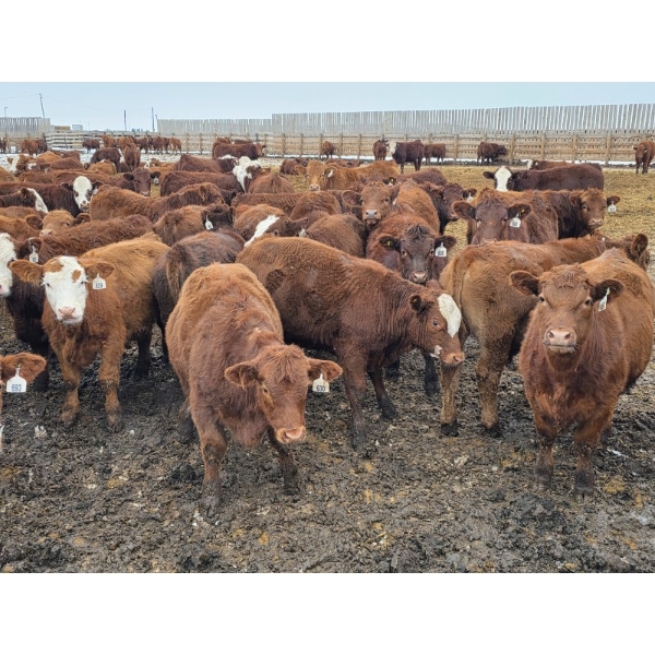 Ripple Rock Ranch - 820# January Delivery Steers - 180 Head (Fincastle, AB)