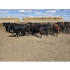 Image 5 : South Island Farms - 1000# September Delivery Steers - 46 Head (Bow Island, AB)