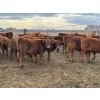 Image 3 : Wayne & Brian Slenders - 750# December Delivery Weaned Steers - 69 Head (Scandia, AB)