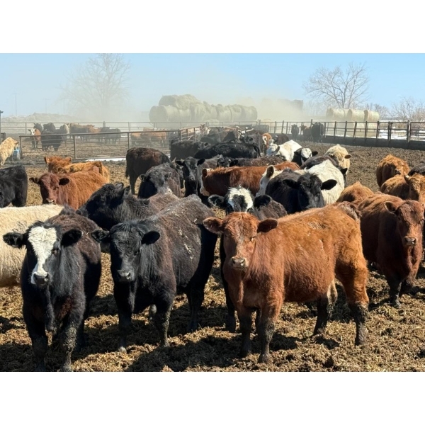 Leon Torkelson - 650# May Delivery Steers - 90 Head (Millicent, AB)