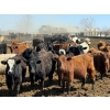Image 1 : Leon Torkelson - 650# May Delivery Steers - 90 Head (Millicent, AB)