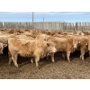 Image 3 : Williamson Farms - 925# February Delivery Heifers - 292 Head (Bow City, AB)