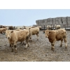 Image 6 : Douglass Agro - 765# March Delivery Weaned Steers - 250 Head (Gem, AB)