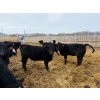 Image 8 : Belle Creek Stock Farms - 765# March Delivery Heifers - 160 Head (Belleview, MB)