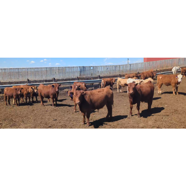 Cattlewood Farms Ltd. - 690# May Delivery Steers - 90 Head (Stirling, AB)