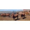 Image 1 : Cattlewood Farms Ltd. - 690# May Delivery Steers - 90 Head (Stirling, AB)
