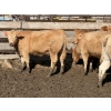 Image 18 : Williamson Farms - 922# April Delivery Heifers - 250 Head (Bow City, AB)