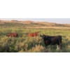 Image 3 : Wyatt & Meg Isaacson - 965# Sept/Oct Delivery Grass Steers - 315 Head (Killdeer, SK)