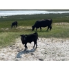 Image 19 : McLeod Cattle Co. - 580# October Delivery Steer Calves - 95 Head (Claydon, SK) VBP+