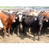 Image 8 : KC Hay & Straw - 985# September Delivery Heifers - 120 Head (Mossbank, SK)