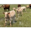 Image 1 : John Bland - 640# October Delivery Steer Calves - 60 Head (Strathmore, AB)