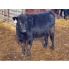 Image 13 : Nathan Allers - 800# March Delivery Heifers - 230 Head (Daysland, AB)