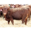 Image 2 : A&A Farms - 25 Dark Red Replacement Heifers (Coaldale, AB)