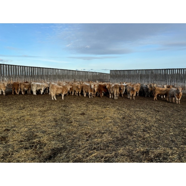 Reilly Lake Ranching - 925# February Weaned Steers - 200 Head (Lloydminster, AB)