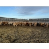 Image 1 : Reilly Lake Ranching - 925# February Weaned Steers - 200 Head (Lloydminster, AB)