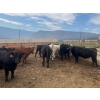 Image 6 : Westwold View Farms - 885# September Delivery Spayed Heifers - 70 Head (Westwold, BC)