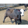 Image 13 : PSV Farms Ltd. - 875# June/July Delivery Heifers - 71 Head (Enchant, AB)