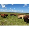 Image 6 : Logan Marr - 1050# September Delivery Grass Steers - 175 Head (Marwayne, AB)