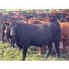 Image 4 : Regehr Land & Cattle - 1050# September Delivery Grass Steers - 59 Head (Winfield, AB)