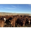 Image 5 : South Ridge Simmentals - 680# Jan/Feb Delivery Heifers - 90 Head (Monarch, AB)