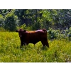 Image 2 : Burkholder Ranch - 525# October Delivery Steer Calves - 110 Head (Burns Lake, BC)