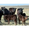 Image 4 : 9X Enterprises - 12 Black/BBF 1st Calf Pairs (Millicent, AB)
