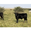 Image 3 : Douglass Bros. Ranching - 625# November Delivery Steer Calves - 100 Head (Gem, AB)