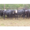 Image 3 : Taylor Enterprises Inc. - 830# September Delivery Grass Heifers - 75 Head (Wawota, SK)