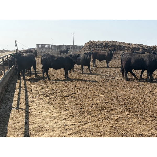 Kyle Lemmer - 1075# August Delivery Heifers - 50 Head (Acme, AB)
