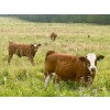 Image 8 : Mullen Land & Cattle Co. - 760# September Delivery Steer Calves - 80 Head (Peers, AB)
