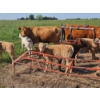 Image 9 : J&E Farms Ltd. - 650# November Delivery Steer Calves - 80 Head (Tilley, AB)