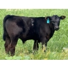 Image 5 : 9X Enterprises - 560# October Delivery Steer Calves - 75 Head (Patricia, AB)