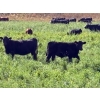 Image 6 : Kingsclere Ranch - 570# October Delivery Steer Calves - 100 Head (Parson, BC)