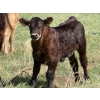 Image 5 : Sand Creek Enterprises - 630# October Delivery Steer Calves - 46 Head (Duchess, AB)