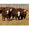 Image 2 : Jordan Livestock - 28 Red/RBF Simm-Angus Replacement Heifers (Rimbey, AB)