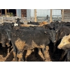 Image 4 : Fridlington Family Farms - 735# March Delivery Heifers - 80 Head (Kersley, BC)