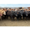 Image 2 : Lamb Cattle Co. - 950# Sept/Oct Delivery Grass Heifers - 390 Head (Drake, AB)