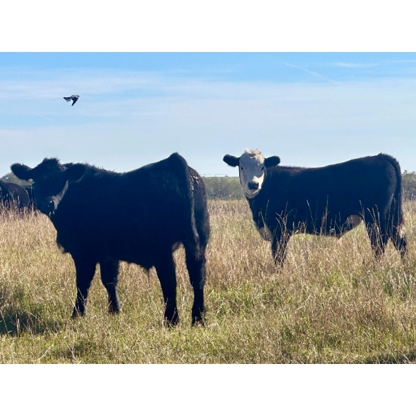 Thurston Newall Farms - 580# October Delivery Steer Calves - 105 Head (Nightingale, AB)